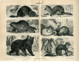 1887 American Black Bear Raccoon Sable Pine Marten Mink Antique Engraving Print