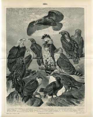 1895 Eagles Eagle Birds Of Prey Antique Engraving Print G.  Mutzel