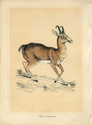 1853 The Chamois Goat - Antelope Antique Coloured Engraving Print W.  I.  Bicknell