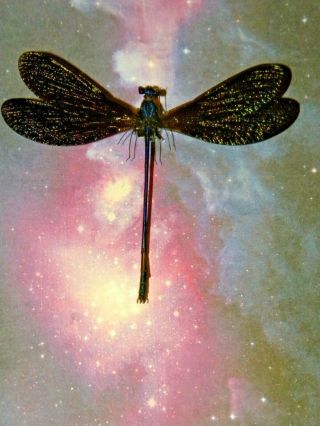 Real Dragonfly Framed Butterfly Moth Mounted Art Gift Insect Taxidermy Shadowbox