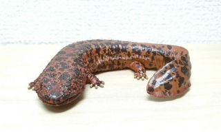 Kitan Club Nature Techni Colour JAPANESE GIANT SALAMANDER lizard keychain figure 3