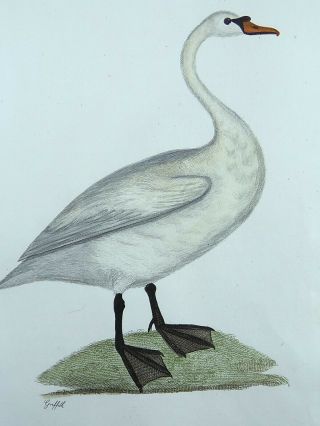 Moses Griffiths (6 April 1749 – 1819) ; Hand Colored Engraving Mute Swan