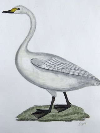 Moses Griffiths (6 April 1749 – 1819) ; Hand Colored Engraving Whistling Swan