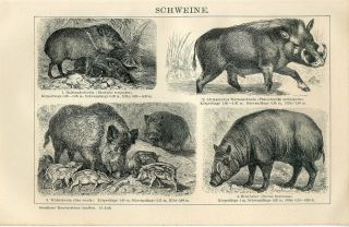 1895 Wild Boar Wild Pigs Deer - Pig Babirusa Desert Warthog Antiqueengraving Print