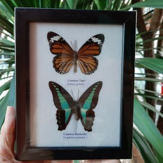 2x Real Butterfly Taxidermy Insect In Frame Entomology Gift Collectible Decorate