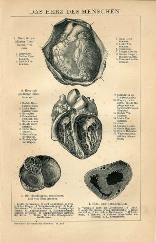1894 Human Heart Anatomy Antique Engraving Print
