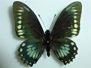 Fantastic Mimoides Phaeon Therodamas Male Papilioniidae Papilionidae Ecuador