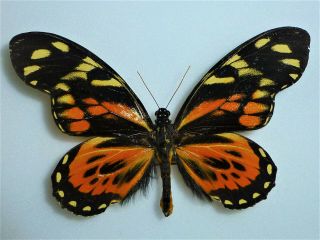 Fantastic Papilio Zagreus Shuar Terato Male Papilioniidae Papilionidae Ecuador