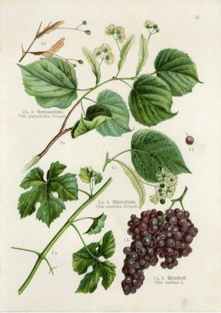 C1900 Medicinal Plants Grape Vine Fruit Linden Antique Lithograph Print Fr.  Losch