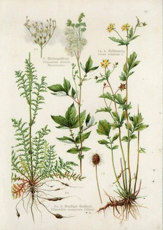 C1900 Medicinal Plants Fern - Leaf Dropwort Meadowsweet Lithograph Print Losch