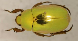 Chrysina Resplendens A1 From Costa Rica Coleoptera Rutelidae Rutelinae