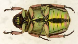 Chrysina cupreomarginata A1 from Costa Rica Rutelidae Rutelinae Coleoptera 3