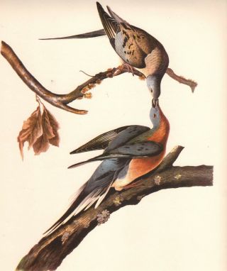 Passenger Pigeon Art Print By John James Audubon