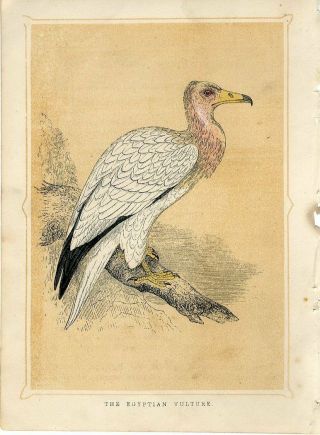 1853 The Egyptian Vulture Bird Antique Coloured Engraving Print W.  I.  Bicknell