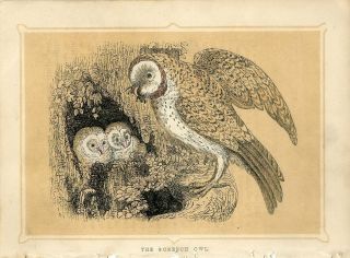 1853 The Screech Owl Nestlings Antique Coloured Engraving Print W.  I.  Bicknell