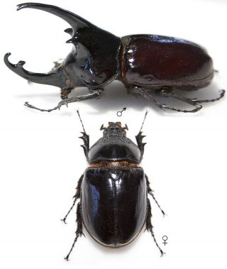 Augosoma Centaurus - Pair,  75,  Mm,  Large,  Good A -,  Unmounted Beetle