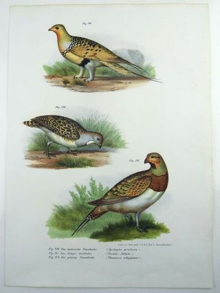 1860 Partridge,  Grouse - Fitzinger - FOLIO colour lithograph hand finish 2