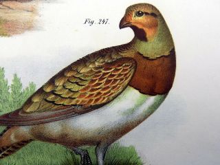 1860 Partridge,  Grouse - Fitzinger - FOLIO colour lithograph hand finish 3