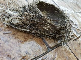 Real Bird Nest - Natural Robin Nest Plus Bonus Tiny Nest - Wisconsin