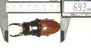 Lucanidae Prosopocoilus Lafertei 69.  3mm Vanuatu