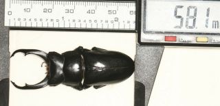 Lucanidae Dorcus Hemisodorcus Nepalensis 58.  1mm Tibet Last One
