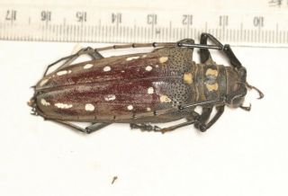 Cerambycidae Cerambycinae Batocera Tibet 2