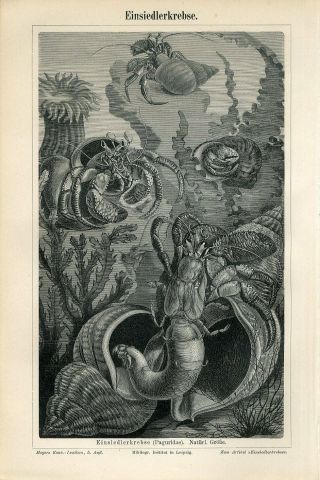 1894 Marine Sea Hermit Crab Shell Anemoneantique Engraving Print