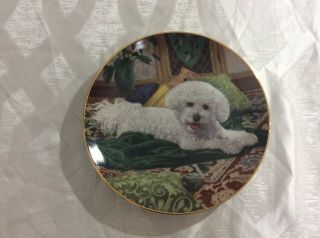Bichon Frise 8 " Gold Trimmed Collector Plate " Pampered Princess "