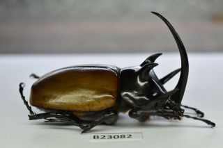 B23082 – Eupatorus Gracilicornis Ps.  Beetles,  Insects Dak Nong Vietnam 66mm