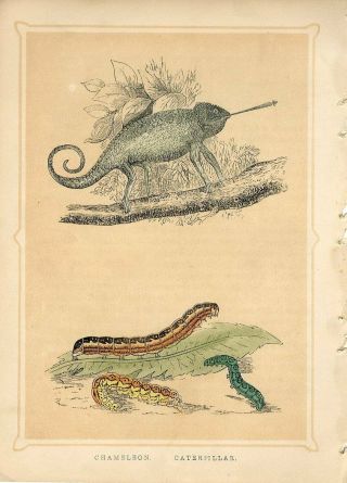 1853 Chameleon Caterpillars Antique Engraving Print W.  Bicknell