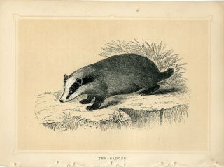1853 The Badger Antique Engraving Print W.  Bicknell