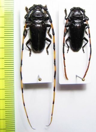 Cerambycidae,  Trachyderes Melas,  Pair,  French Guiana