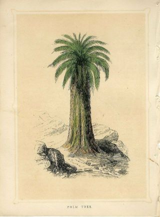 1853 Palm Tree Antique Engraving Print W.  I.  Bicknell
