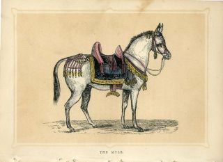 1853 The Mule Antique Engraving Print W.  I.  Bicknell