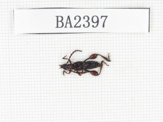 Beetle.  Cerambycidae Sp.  China,  Yunnan,  S Mt.  Biluoxueshan.  1pcs.  Ba2397.