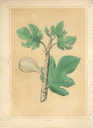 1853 Fig Fruit Tree Plant Antique Engraving Print W.  I.  Bicknell