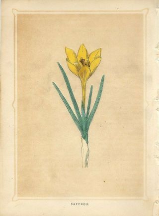 1853 Saffron Plant Flower Antique Engraving Print W.  I.  Bicknell
