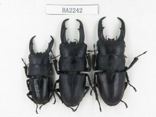Beetle.  Dorcus Titanus Ssp.  China,  Guizhou,  Mt.  Leigongshan.  3m.  Ba2242.