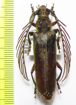 Cerambycidae,  Cyriopalus Hefferni,  Male,  Malaysia,  Borneo