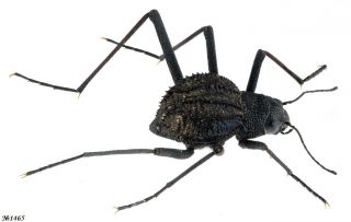Coleoptera Tenebrionidae Gen.  Sp.  South Africa 6mm