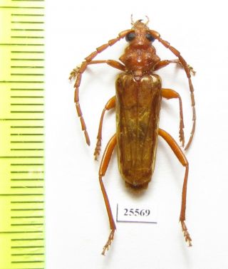 Cerambycidae,  Gahania Sp. ,  Male,  South Africa Rep.