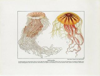 C1900 Ernst Haeckel Marine Sea Jellyfish Medusa Antique Litho Print W.  Bolsche