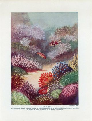 C1900 Marine Tropical Sea Coral Reef Life Fish Antique Litho Print W.  Bolsche