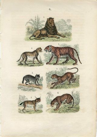 1869 Martin Lion Tiger Leopard Jaguar Lynx Wild Cat Hand/color Engraving Print
