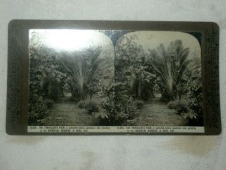 An Old The Rose Stereograph 3d Picture Card Travellers Palm Suva Fiji No 12078