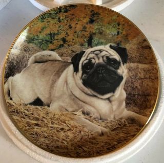 Country Pug Danbury Limited Edition 8 " Porcelain Plate By Simon Mendez