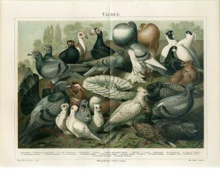 1895 Domestic Pigeons Doves Breeds Birds Antique Chromolithograph Print