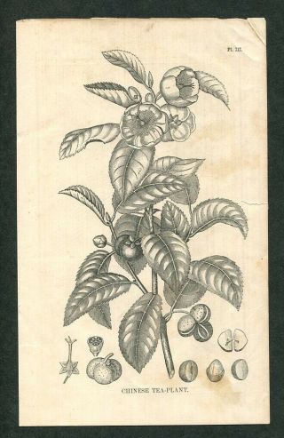 1858 Antique Botanical Print Of Tea Plant