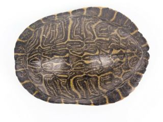 River Cooter Turtle Shell 5 - 6 " (1077 - 0506) 10ub