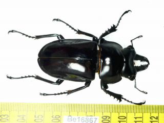 Neolucanus Lucanidae Stag Beetle Real Insect Vietnam Be (16867)